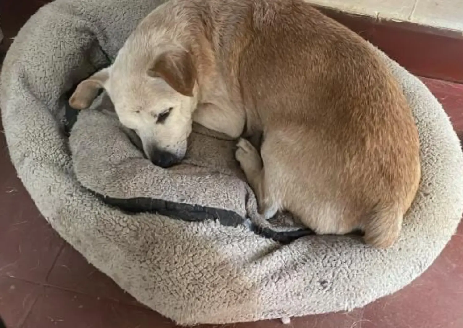 Buscan a Rocco: perro viejito perdido por Bottaro y Castelli