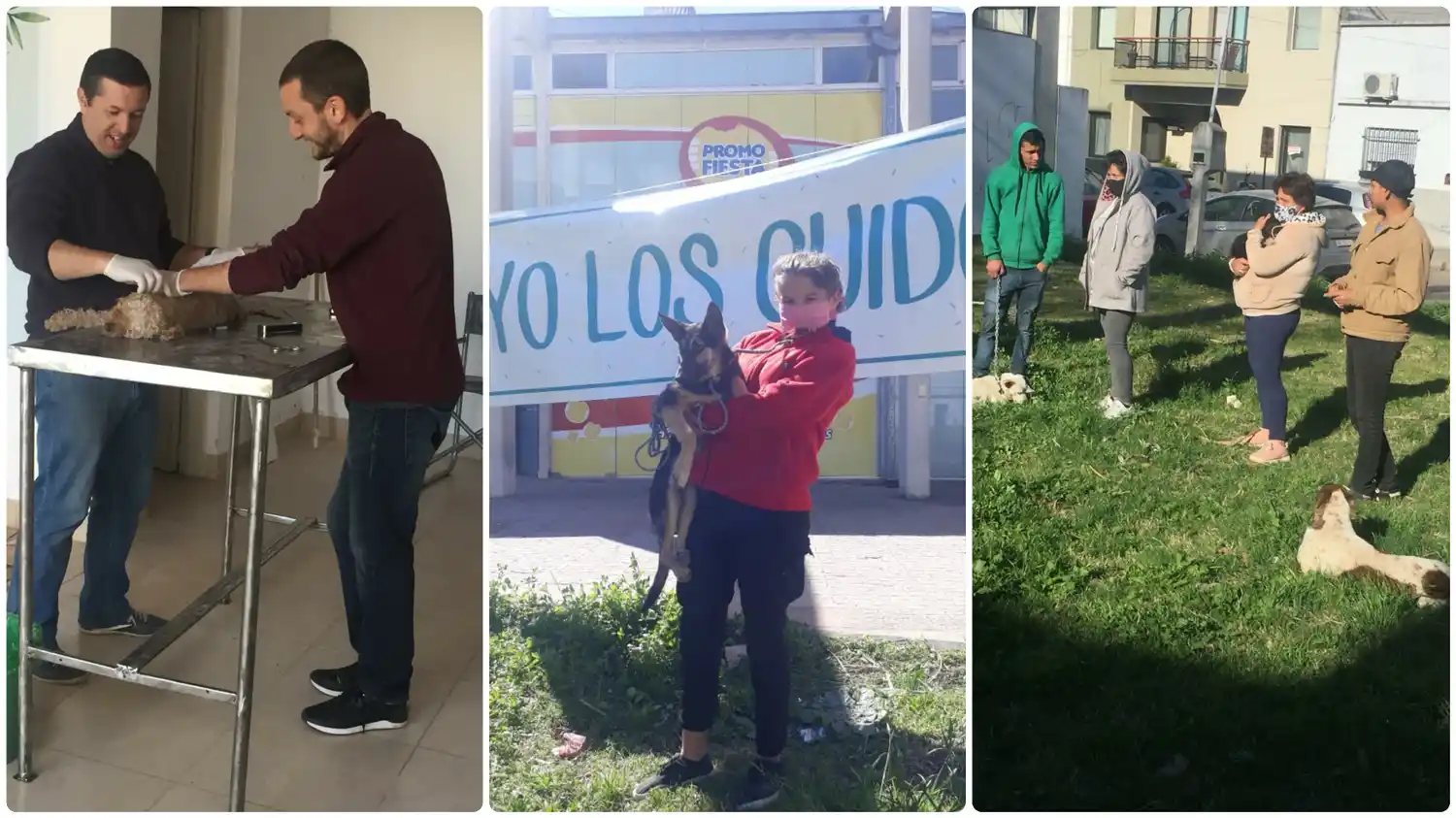 El plan para regular la superpoblación de perros en la ciudad