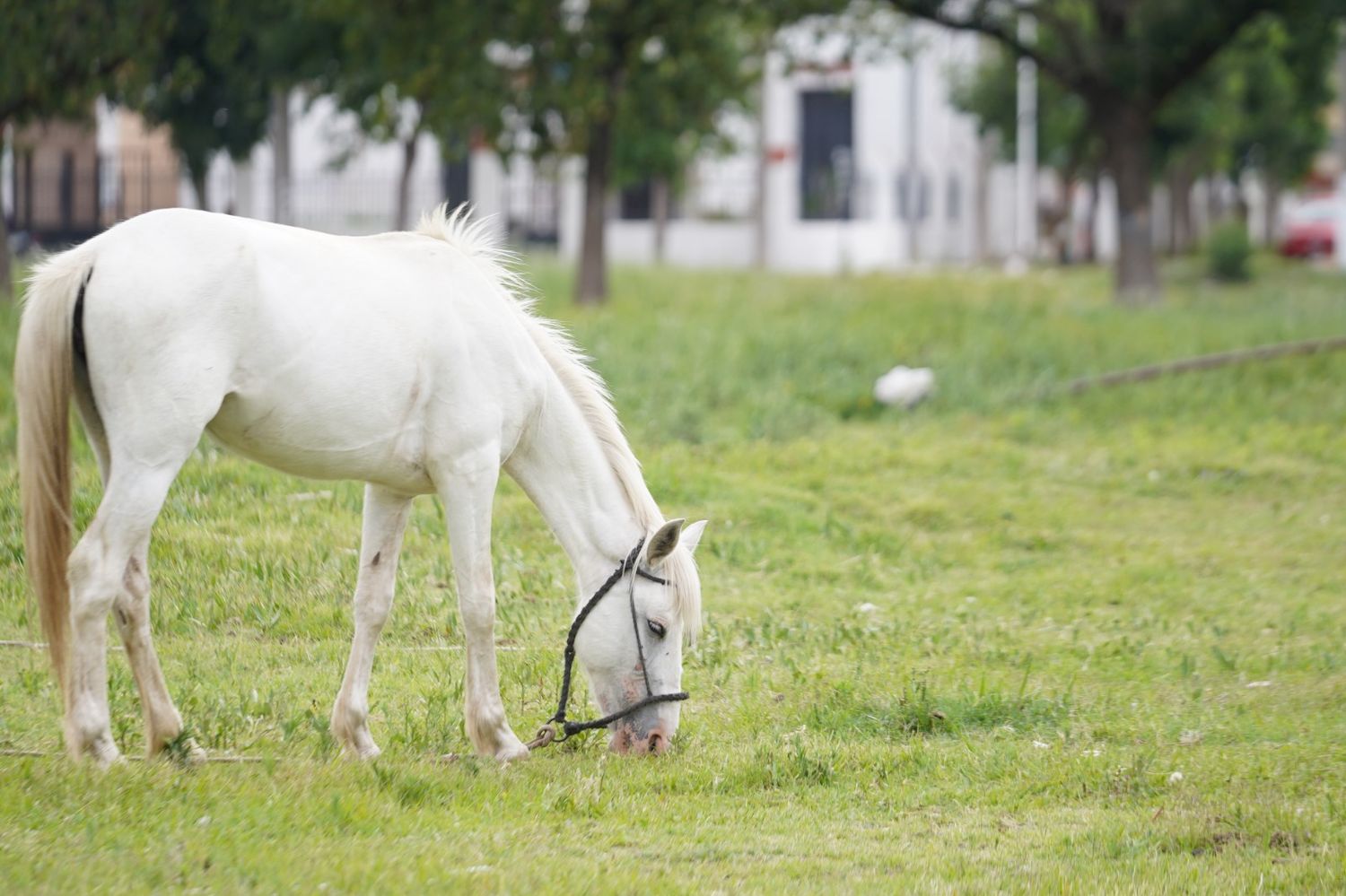 caballos sueltos