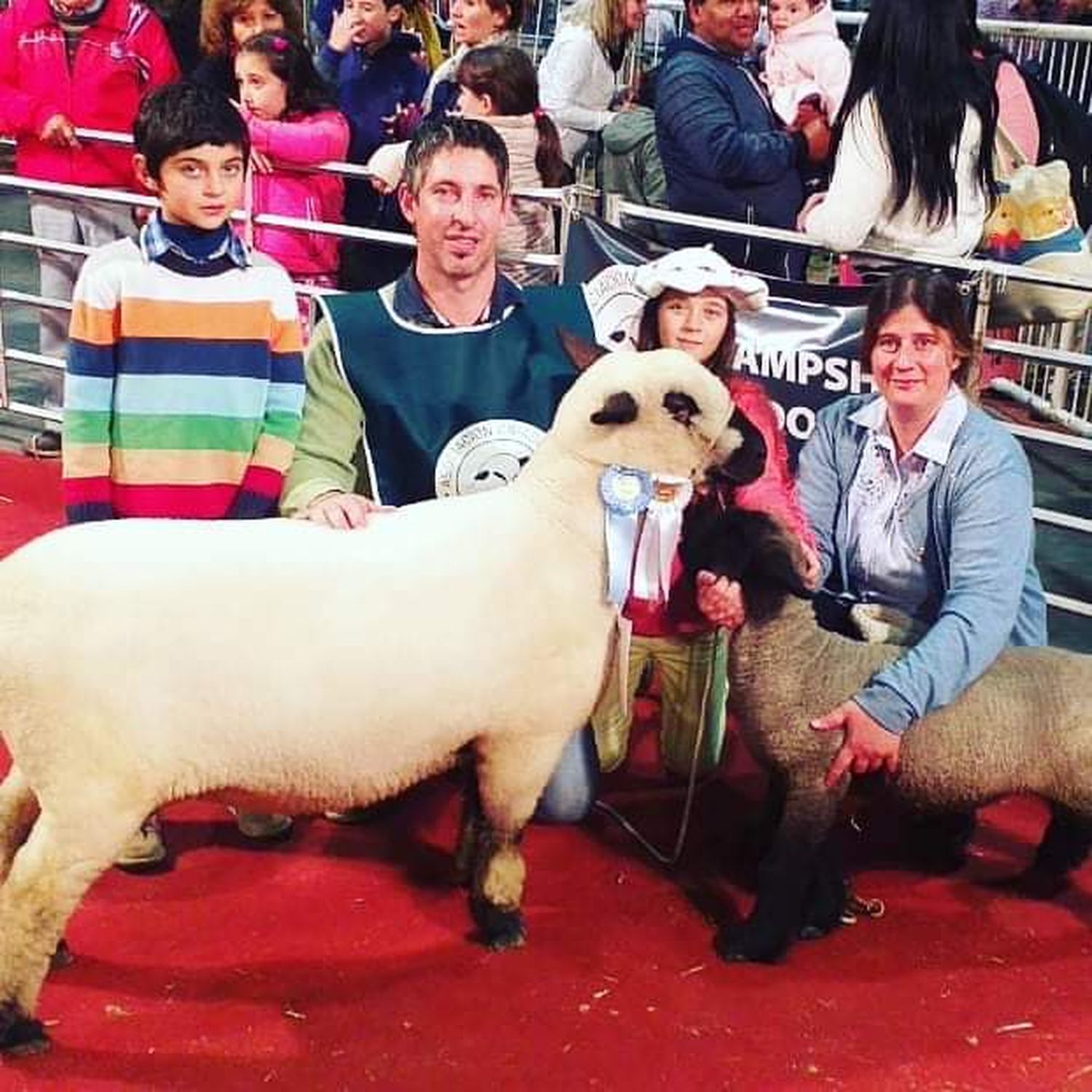 Palermo 2019: Gualeguaychú tiene la mejor hembra entre los ovinos
