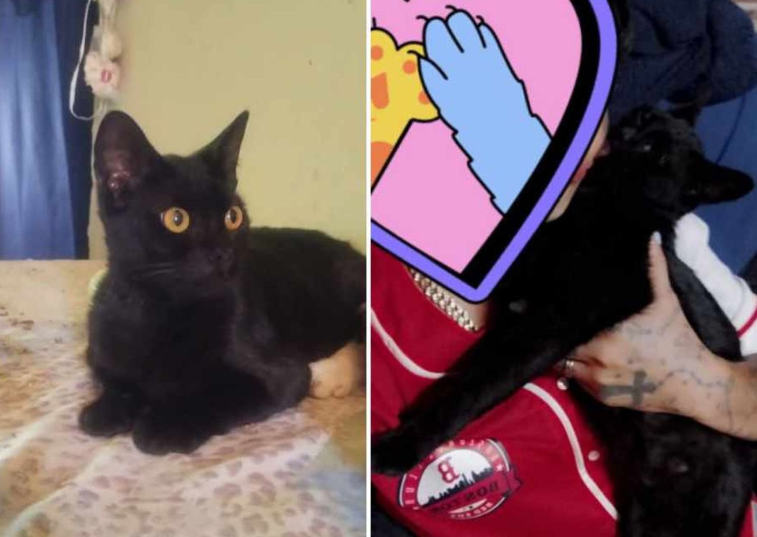 Buscan a la gatita Negrita: la corrió un perro y se perdió