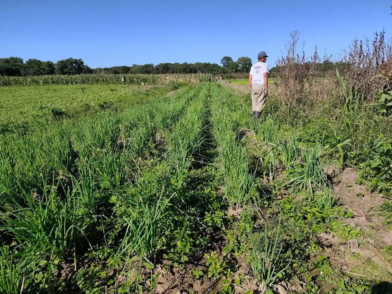 Familias continúan con la entrega de productos paipperos al Plan Nutrir