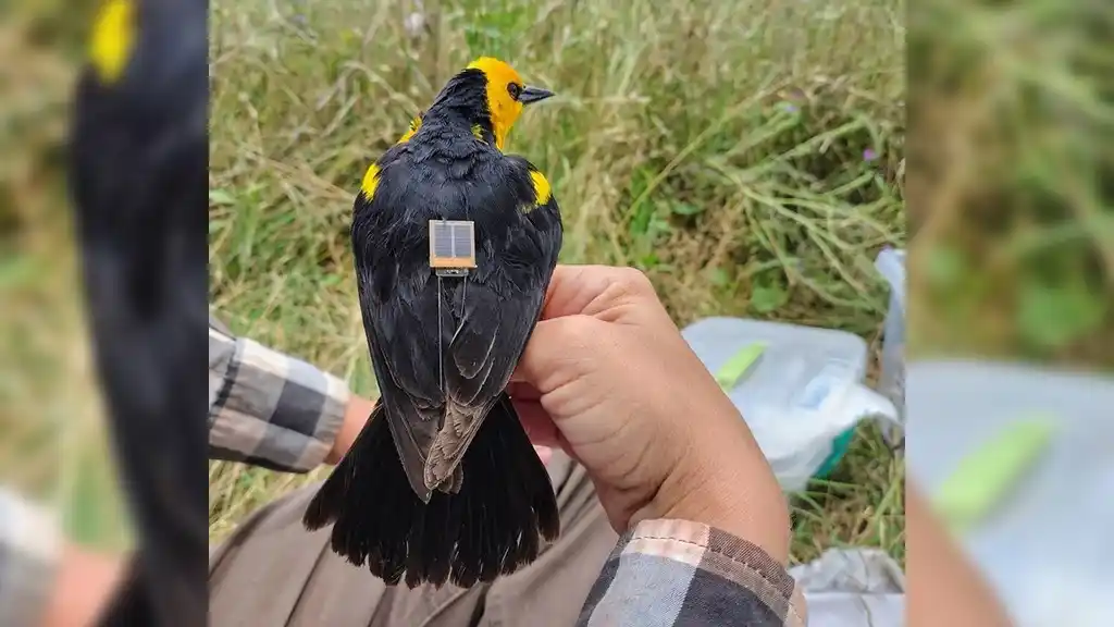 Los transmisores GPS en las aves