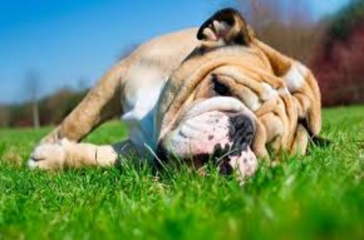 Golpes de calor en perros: cuáles son las razas más propensas y qué hacer para prevenirlos