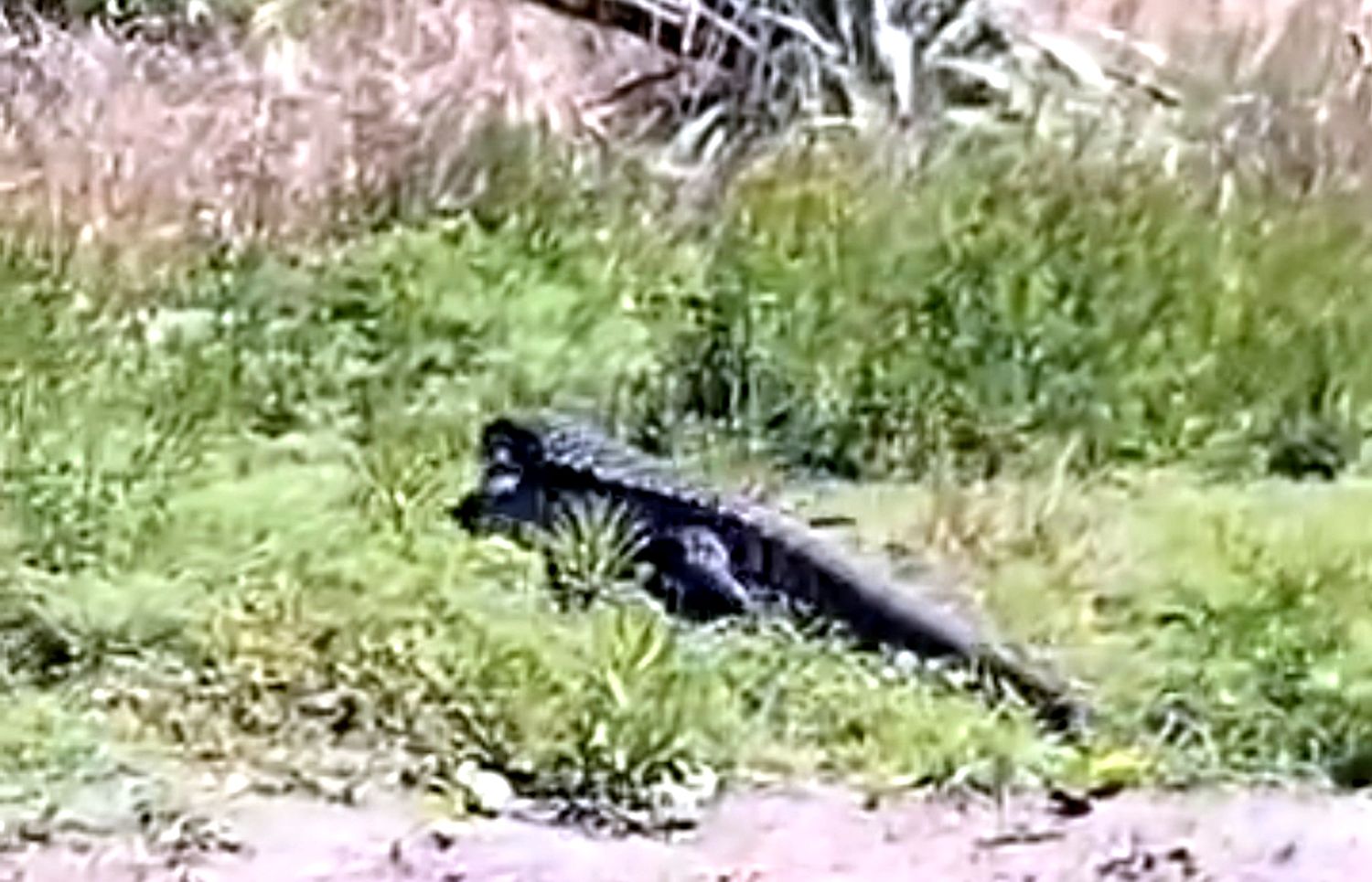 Lagarto en suelto en Necochea