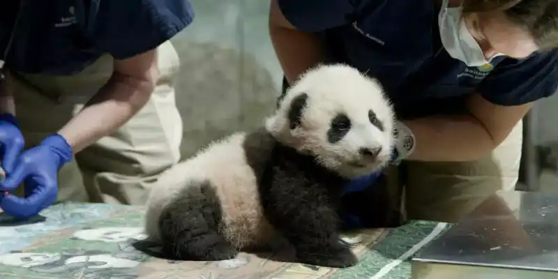 EE.UU. y China llegan a nuevo acuerdo sobre los tres pandas del zoo de Washington