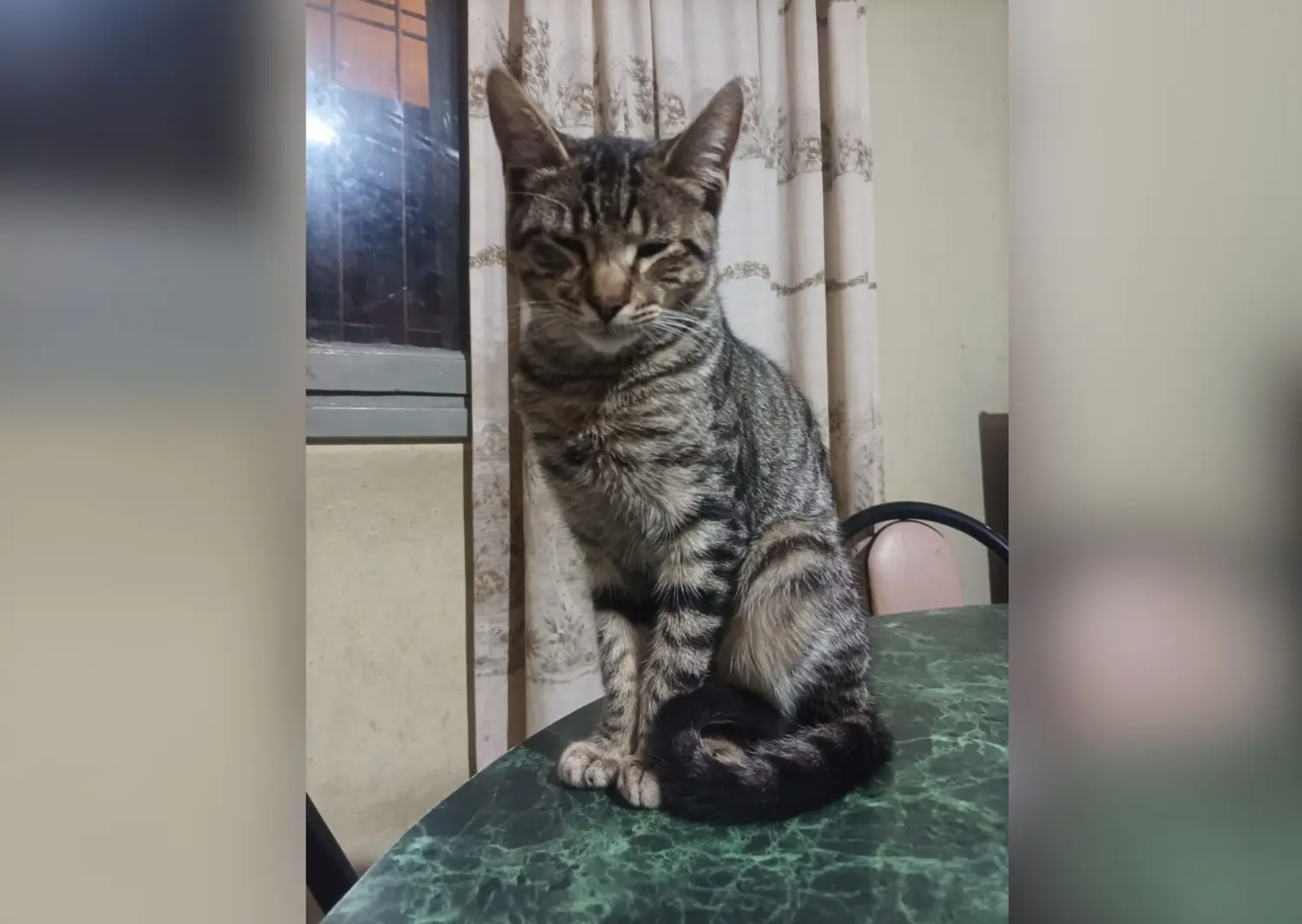 Gatito en adopción