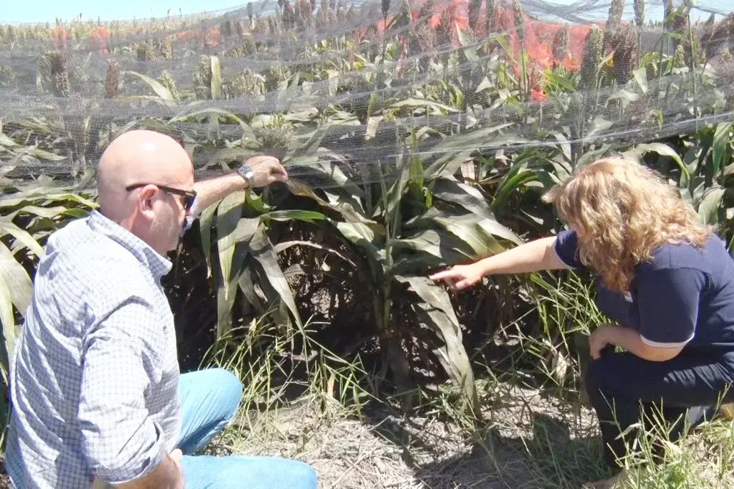 Proponen cultivar sorgo para paliar los excesos hídricos de El Niño