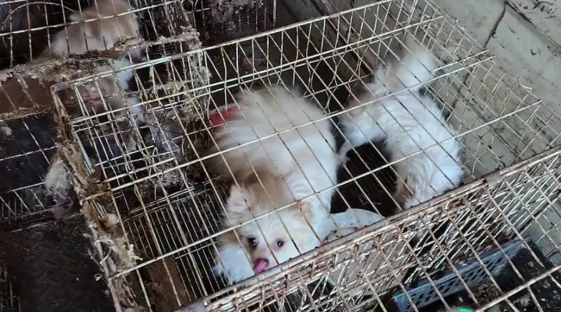 Los animales rescatados. (Policía)