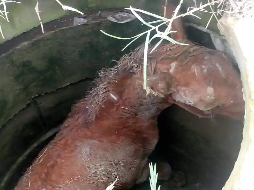 Rescatan un potrillo atrapado en una boca de tormenta