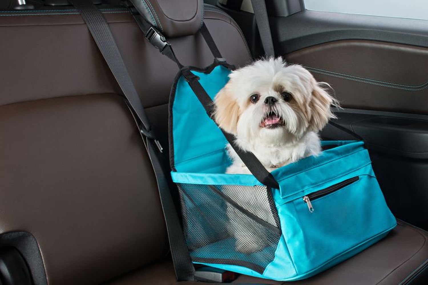 En vacaciones, las mascotas atadas, hidratadas y con chapa identificatoria