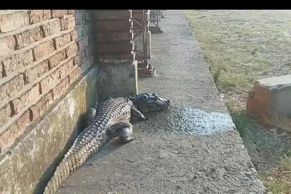 Impresionante video: un yacaré de 3 metros apareció en el patio de una escuela