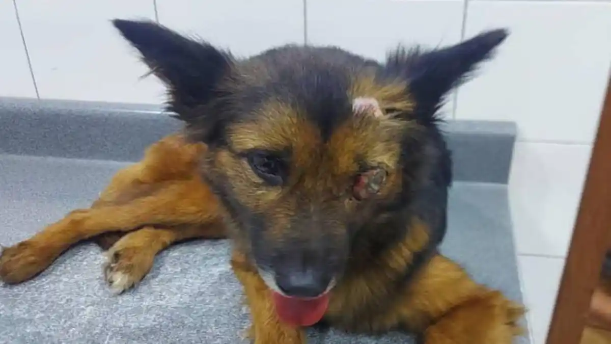 ¿PARA LA SANTERÍA? Preso un hombre por sacrificar 80 mascotas en Caracas