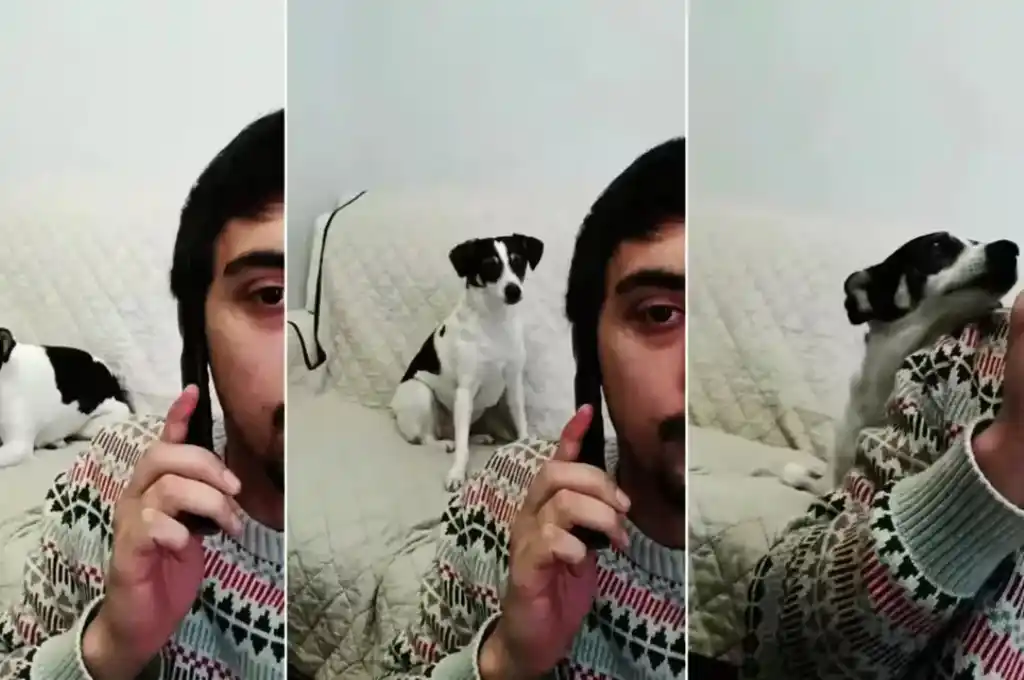 “La Pipi se queda acá”: la tierna reacción de una perrita en Instagram cuando escuchó que no saldría