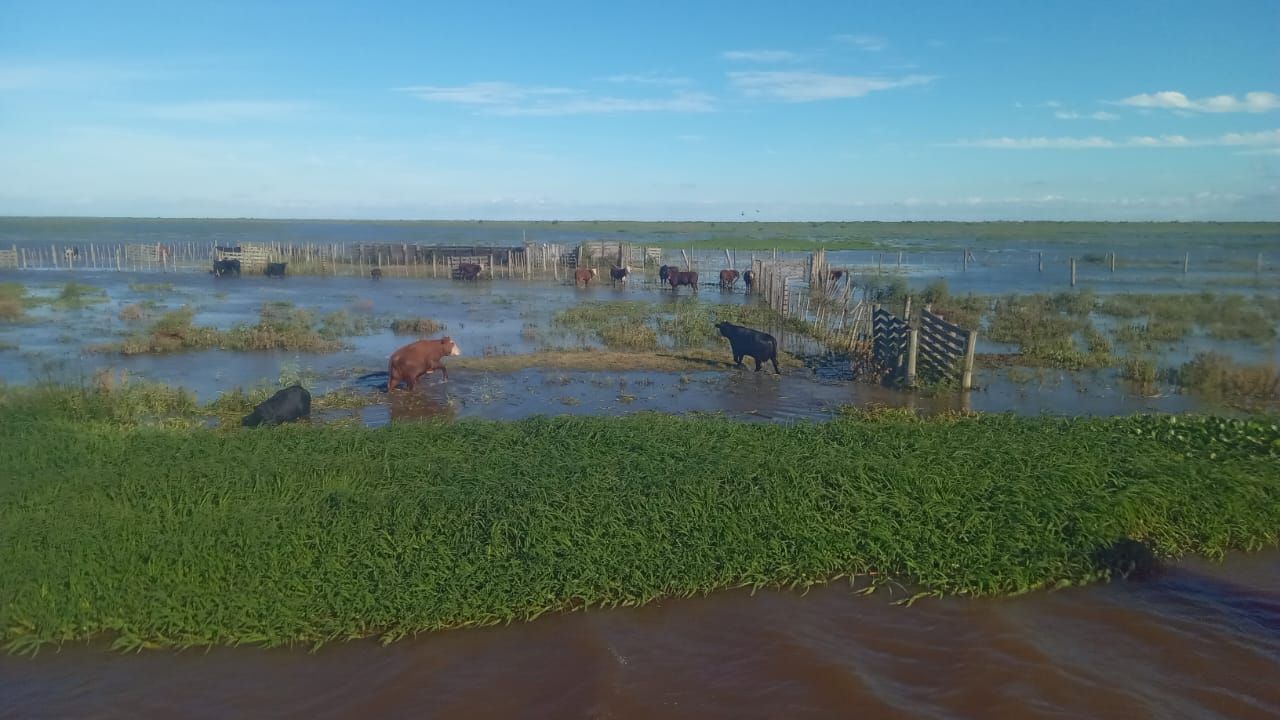 Creciente: estiman que el río permanecerá estable y quedaron animales afectados en islas