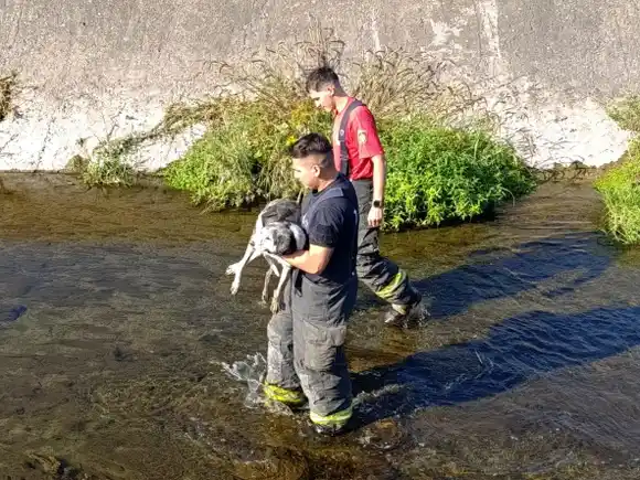 Salvaron a un perrito anciano atrapado en el canal Sur, agotado tras varias horas en el agua