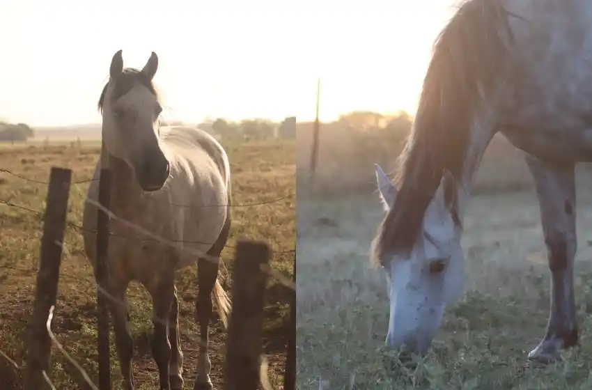 Destrozaron la casa de un anciano y se llevaron sus caballos: "Son incontables los robos en el Conurbano Marplatense"
