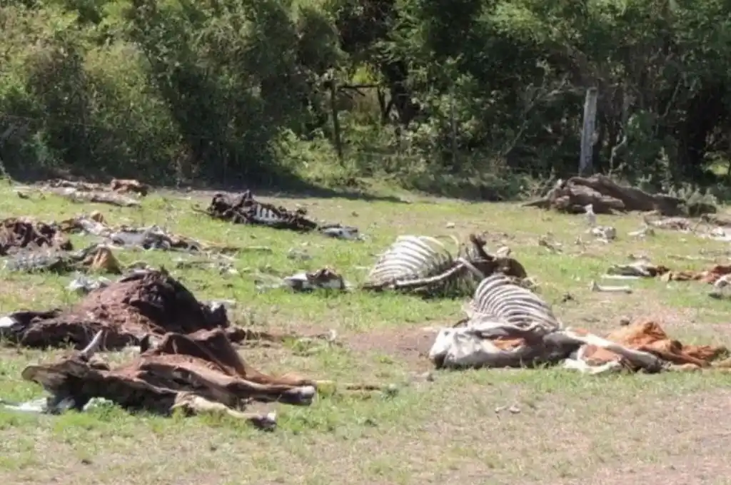 Abrieron una segunda compuerta en Tostado para que los animales no mueran de sed