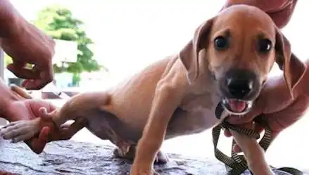 Realizan vacunación y desparasitación gratuita de mascotas