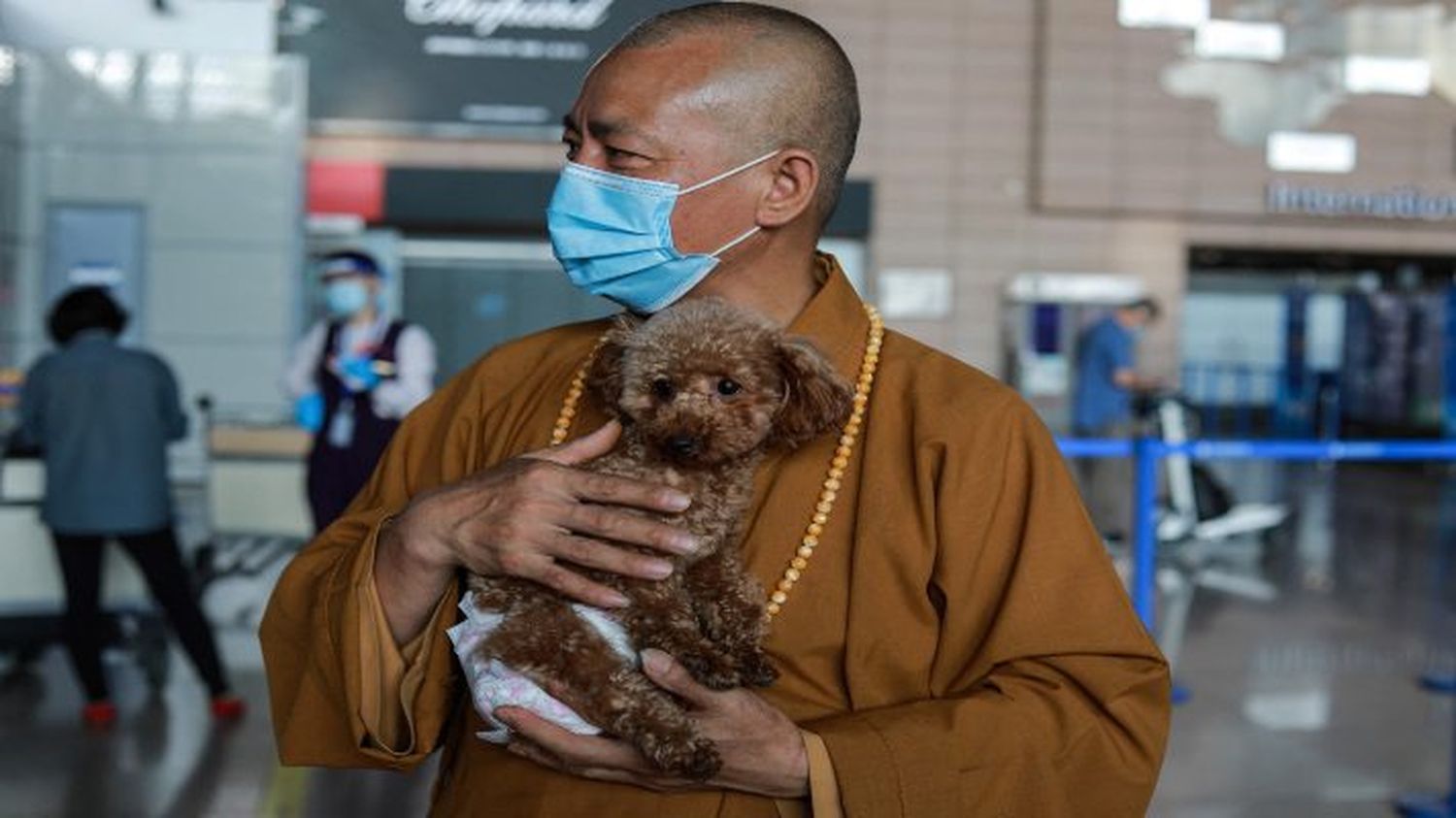 UN TEMPLO BUDISTA DE AMOR CANINO: el monje chino que salvó a 8.000 perros callejeros