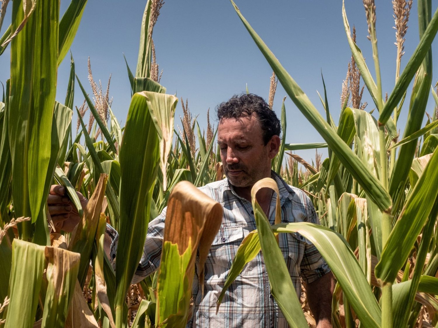 Empresa del agro que opera en Entre Ríos entra en default y pide concurso preventivo