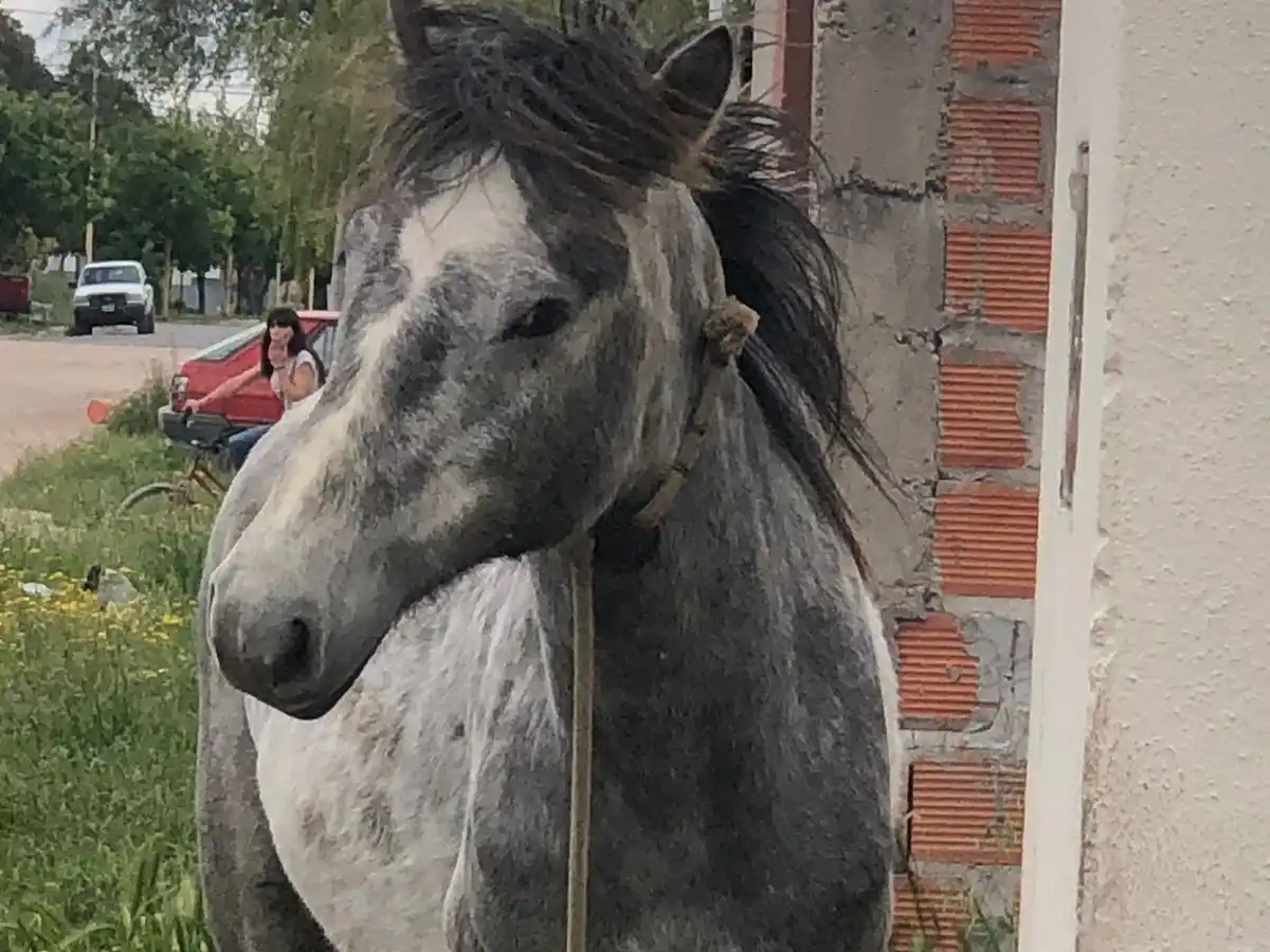 El equino fue fotografiado en Rocha al 1400