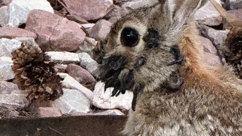 La aparición de conejos con formaciones negras en la cabeza provoca alerta y dudas entre los habitantes de Fort Collins.