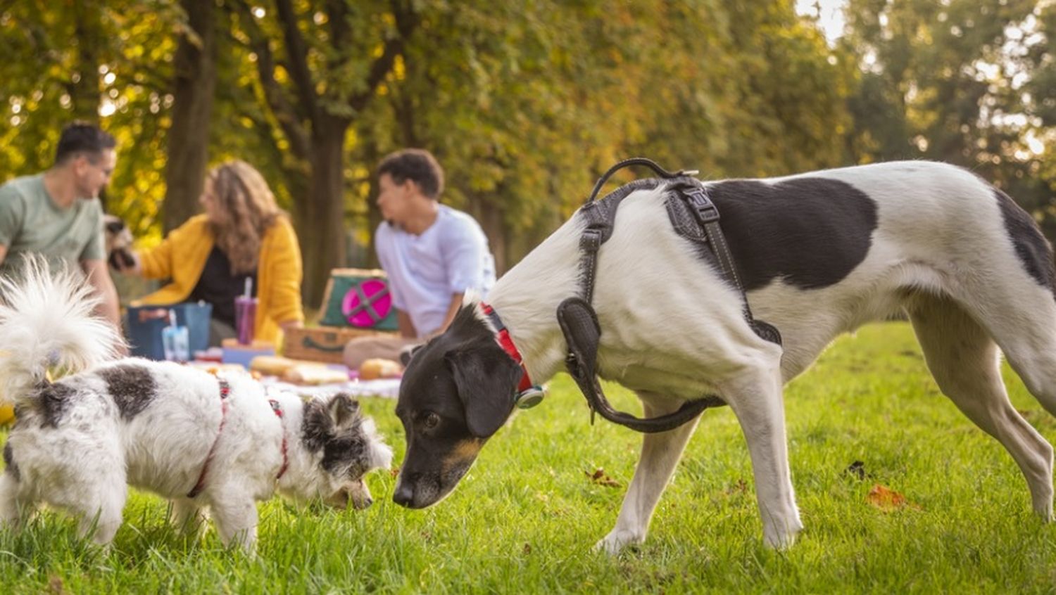 Complejo respiratorio infeccioso canino: la enfermedad de los perros sociables