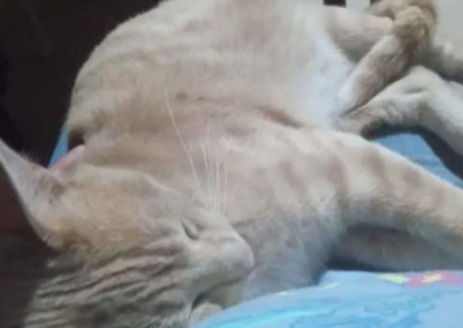 Mascotas: dueños buscan al gato Pilin