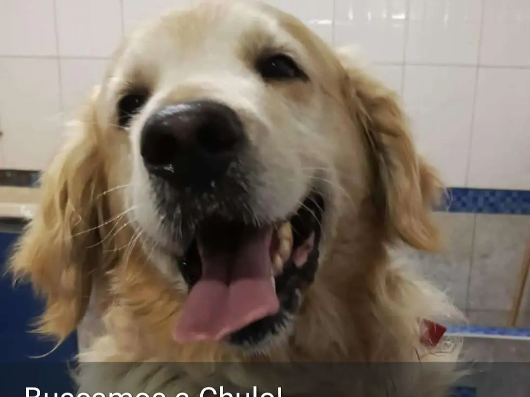 Buscamos a "Chulo"