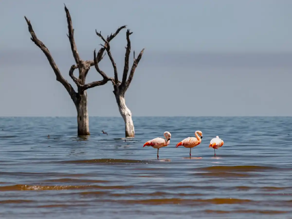 La provincia cedió las tierras y Ansenuza será Parque Nacional