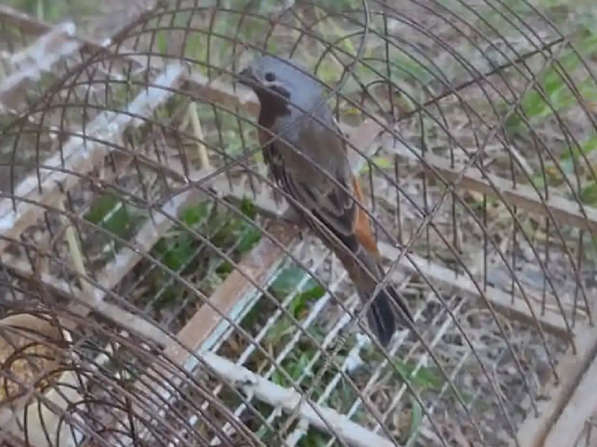 Policía Ambiental rescató pájaros entrampados en Altos de Chipión