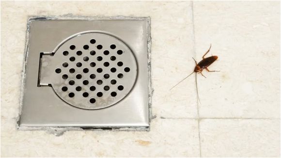 Intentó escapar de la cárcel fingiendo tener una cucaracha en el oído