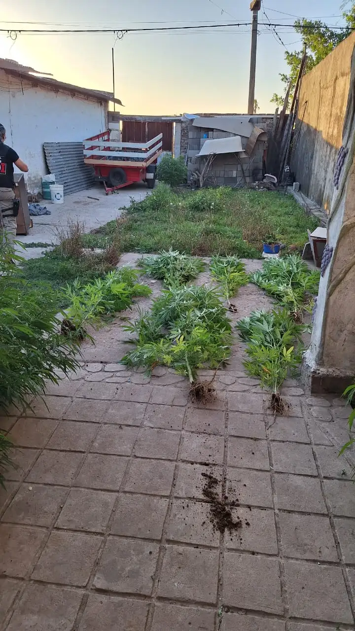 Allanamiento y detención por microtráfico: la PDI secuestró marihuana, plantas y cartuchos - 3