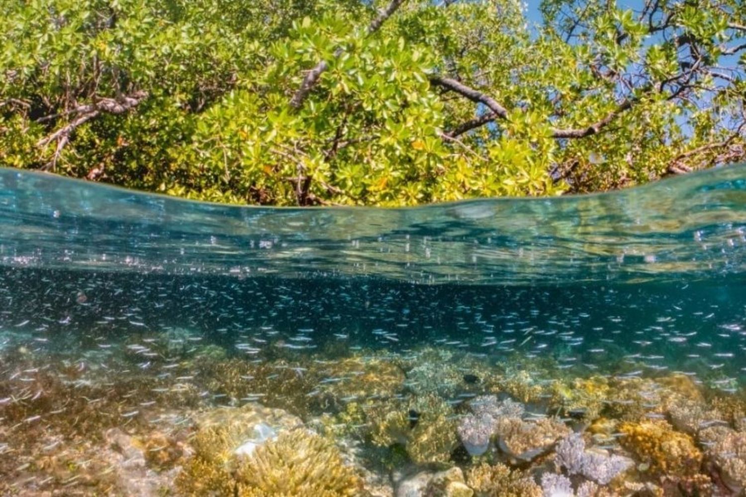 Qué es la COP28, la cumbre climática que recibe a los principales líderes del Mundo y a Francisco