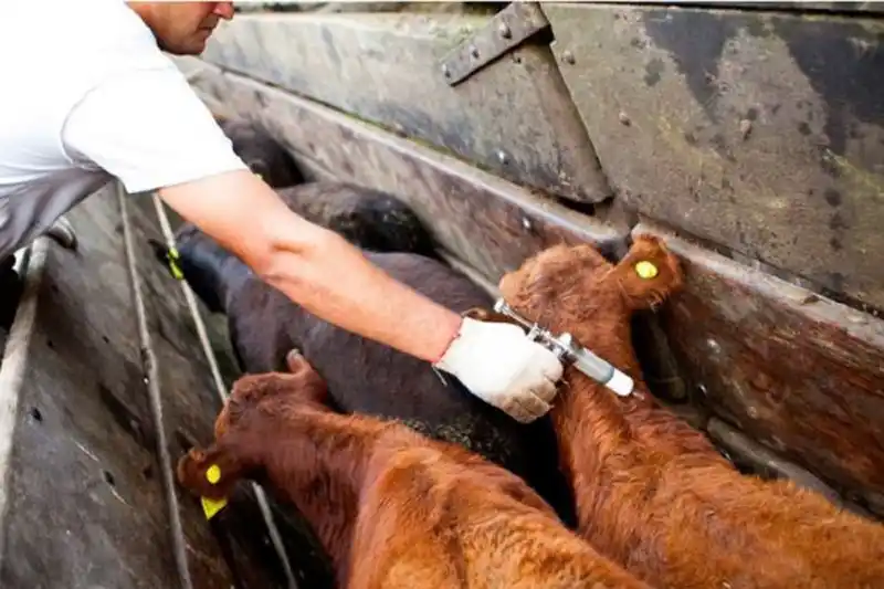 Fiebre Aftosa: Luis Folmer: “Dejar de vacunar es un error garrafal”