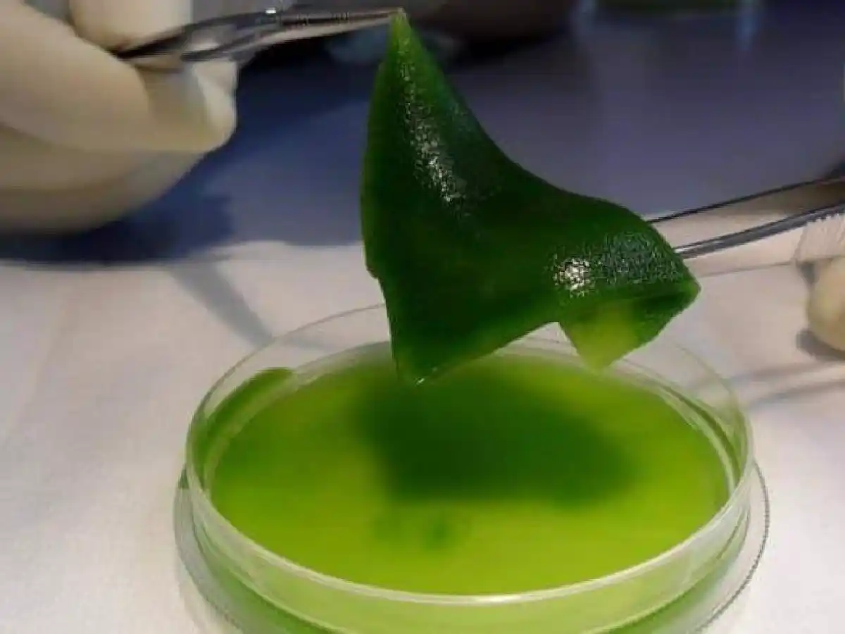 Crearon piel “fotosintética” que regenera tejidos