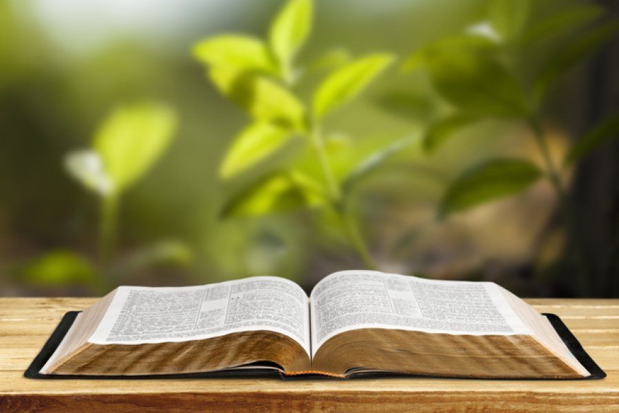 La biblioteca municipal suma nuevos libros vinculados a la temática ambiental