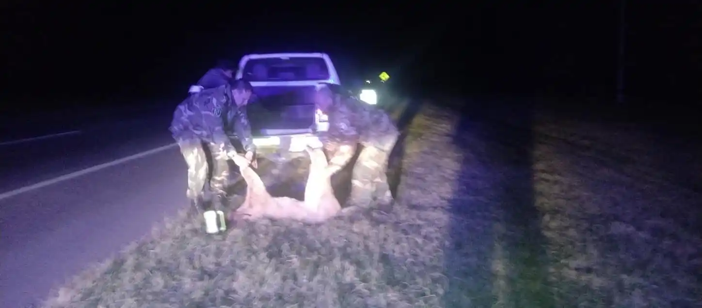 Un Puma de gran porte apareció muerto a la vera de la Autovía 2 en jurisdicción de Lezama