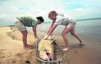 Misterio en Estados Unidos por la muerte de 124 delfines