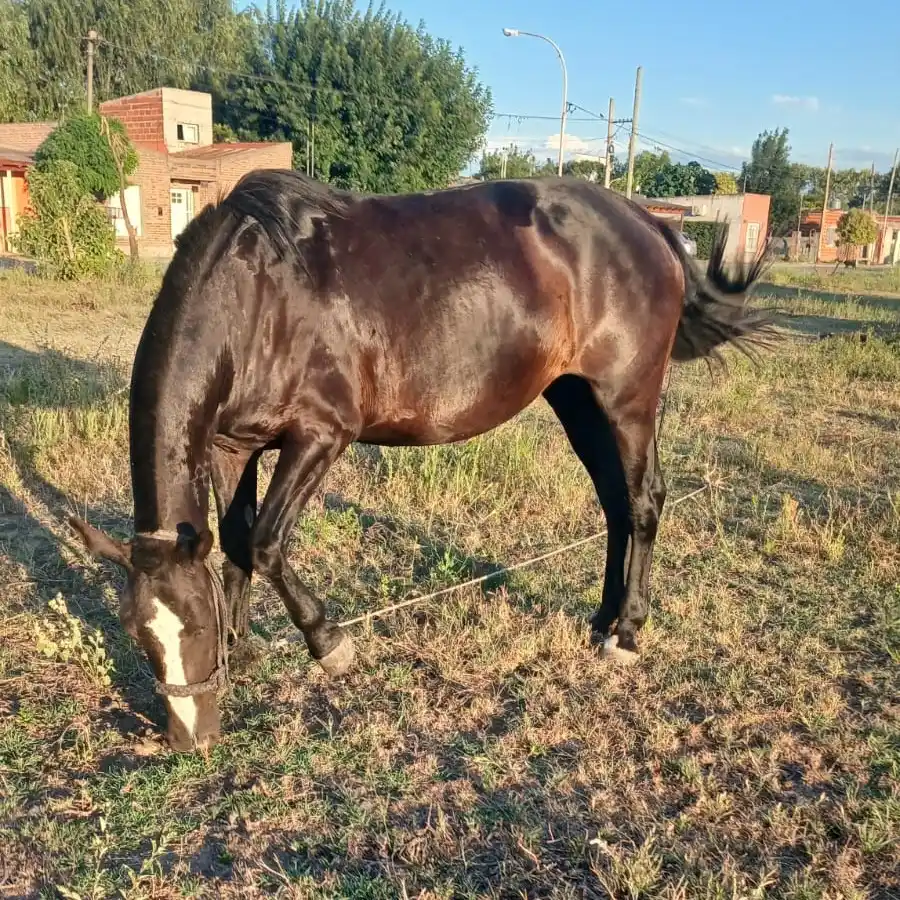 Dueños buscan yegua extraviada
