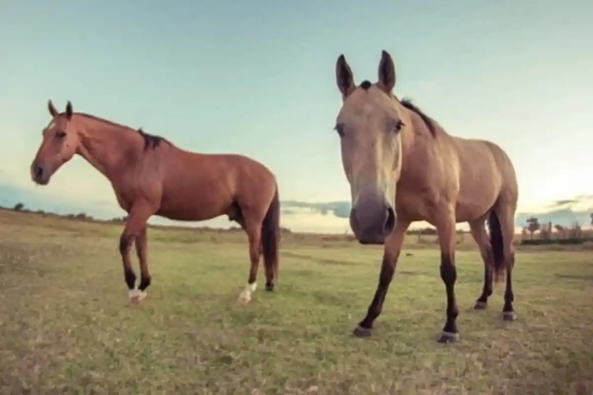 Se subrayó que esta enfermedad no se transmite de persona a persona.