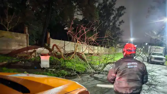 Defensa Civil trazó el balance del temporal: al menos ocho árboles caídos en distintos barrios