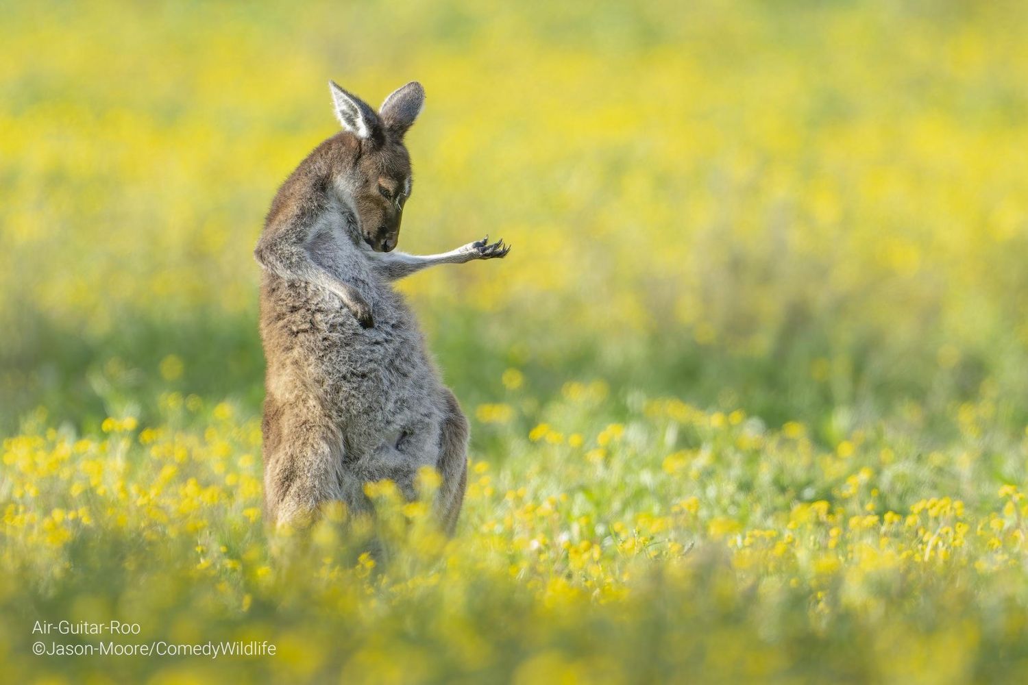 A veces el mundo salvaje nos regala momentos divertidos, como este wallabie rockero.