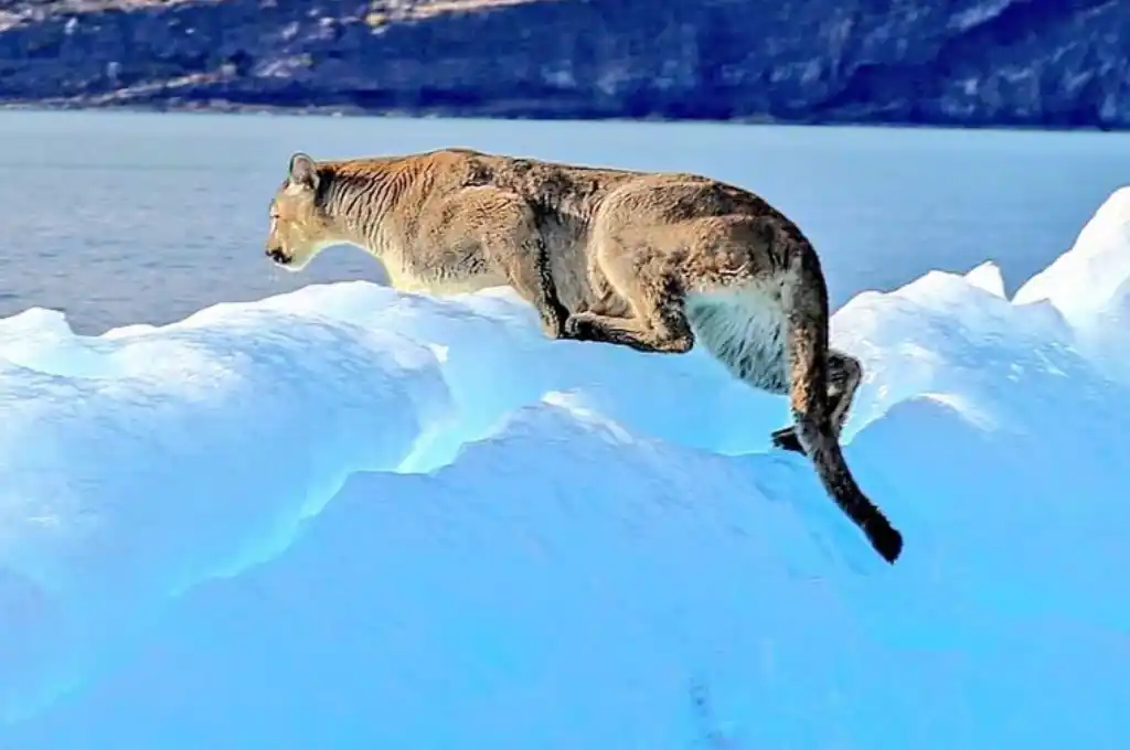 Avistan un puma en un iceberg en el sur argentino