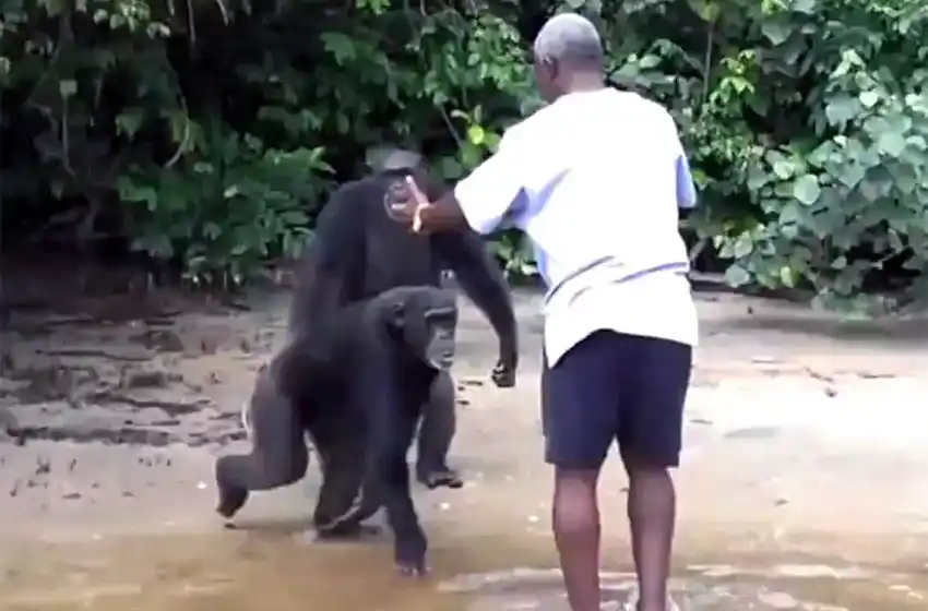 Todavía hay esperanza: varios animales muestran su amor hacia los humanos