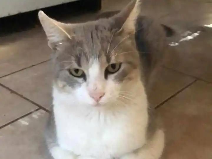 Buscan gatito extraviado