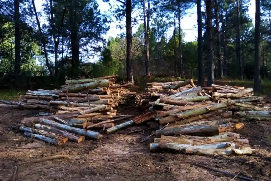 Murió un trabajador al ser aplastado por un árbol