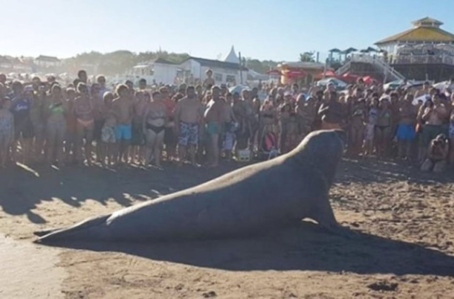 Las causas que generan la aparición de elefantes marinos en la costa