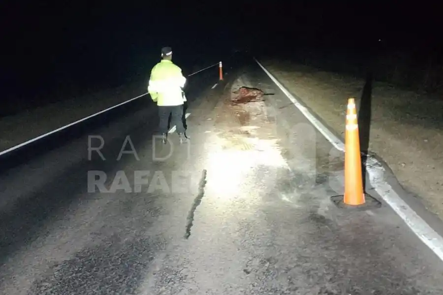 En la madrugada: trasladaba a un equipo femenino de básquet cuando chocó a un jabalí en la Ruta Provincial N°2